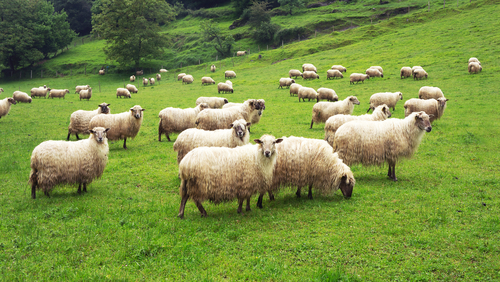 field of sheep